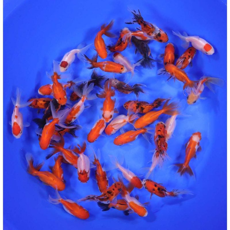 Mixed Oranda Goldfish SM - Image 7