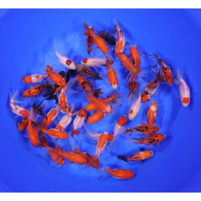 Mixed Oranda Goldfish SM - Image 8