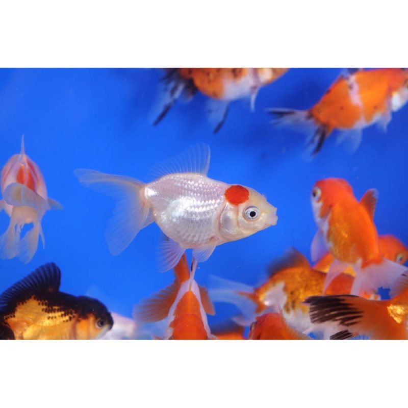 Mixed Oranda Goldfish SM - Image 2