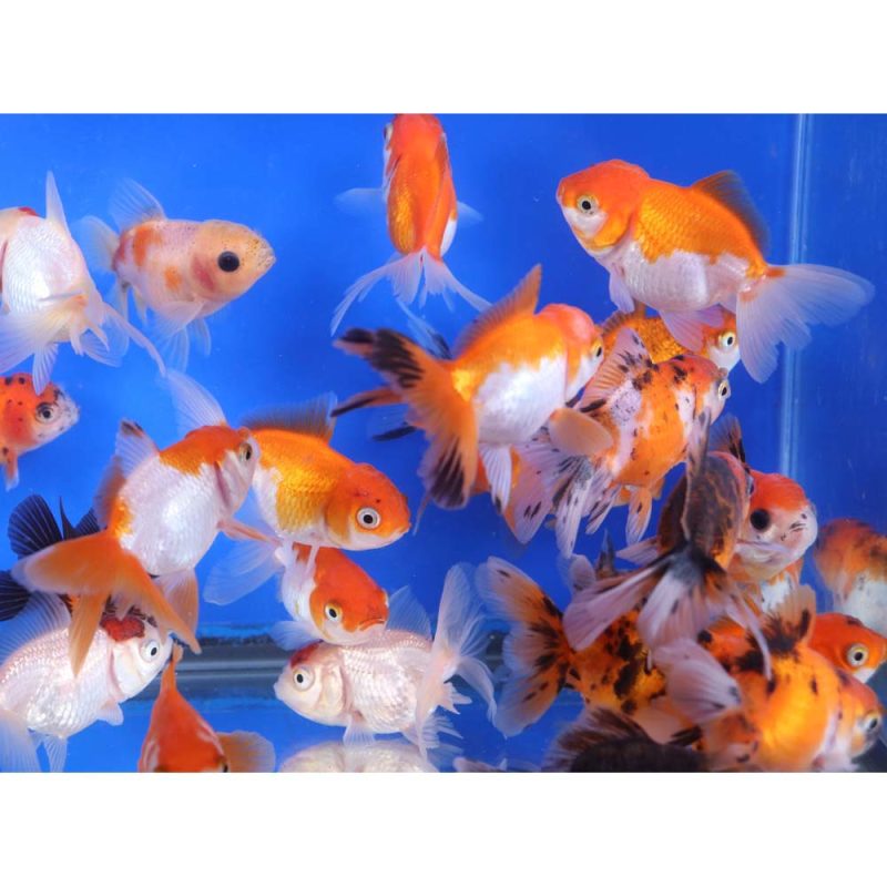 Mixed Oranda Goldfish SM - Image 3