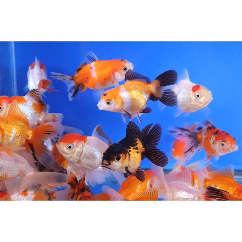 Mixed Oranda Goldfish SM - Image 4