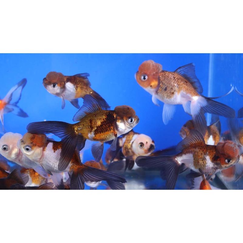 Tri Color/Panda Oranda Goldfish MD - Image 2