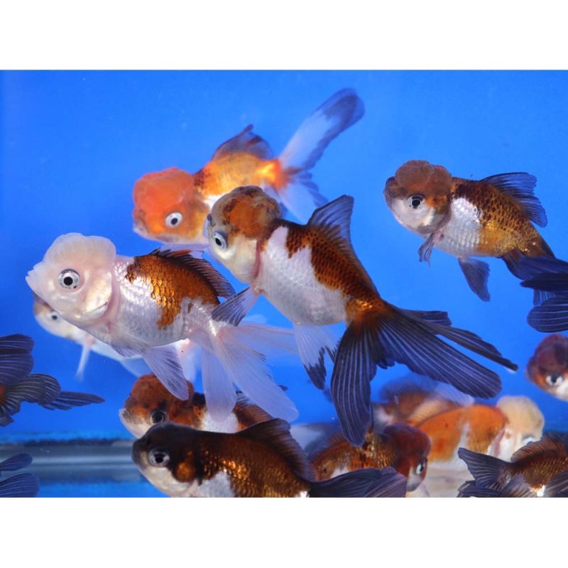 Tri Color/Panda Oranda Goldfish MD - Image 3