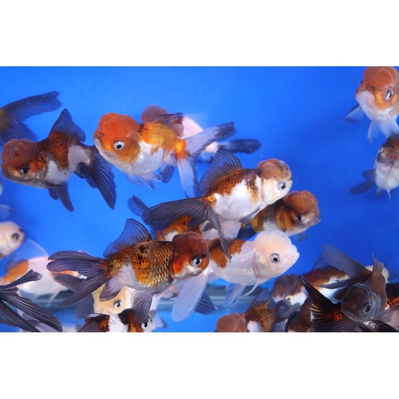 Tri Color/Panda Oranda Goldfish MD - Image 4