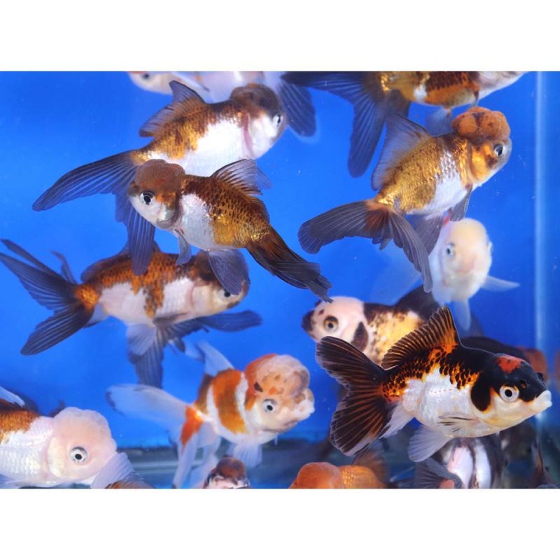 Tri Color/Panda Oranda Goldfish MD