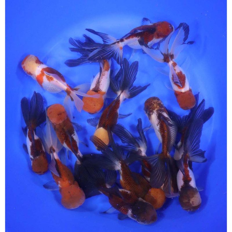 Tri Color/Panda Oranda Goldfish XL - Image 5