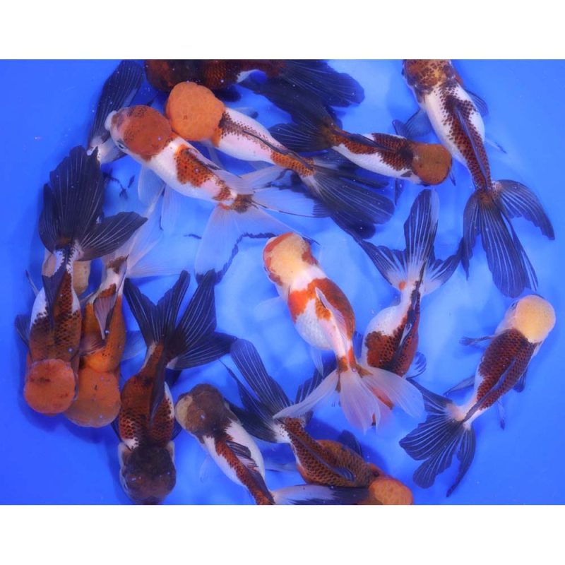 Tri Color/Panda Oranda Goldfish XL - Image 6