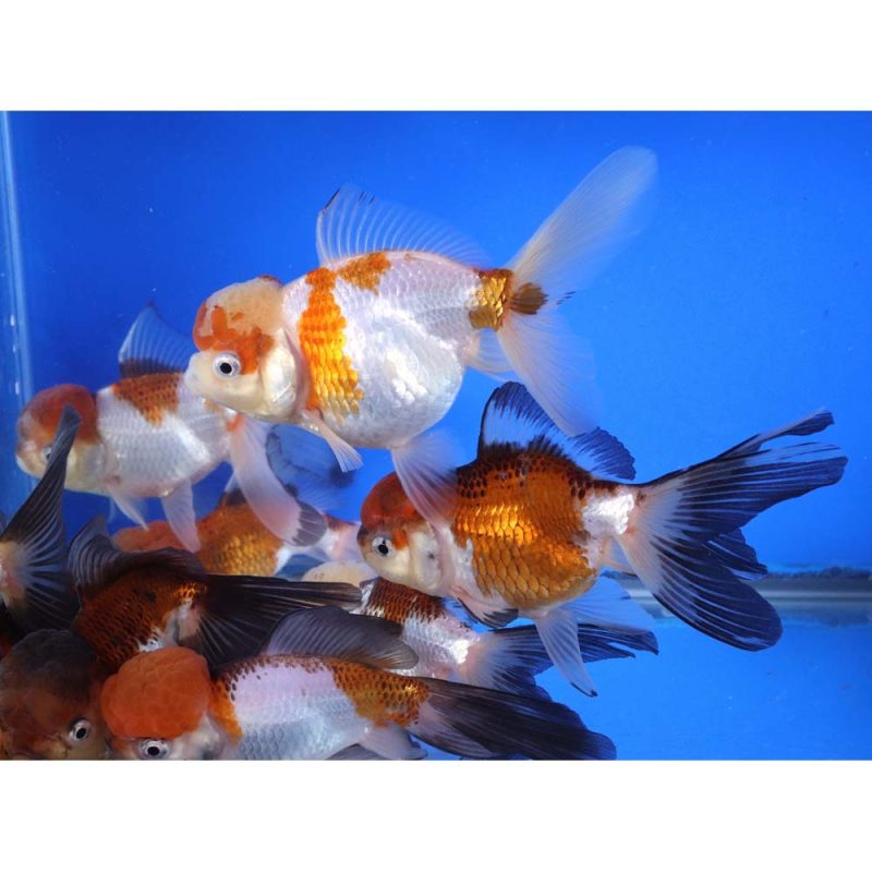 Tri Color/Panda Oranda Goldfish XL - Image 2