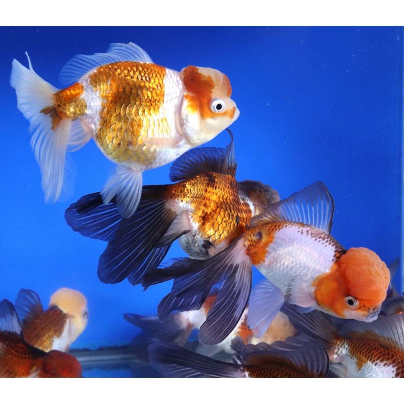 Tri Color/Panda Oranda Goldfish XL