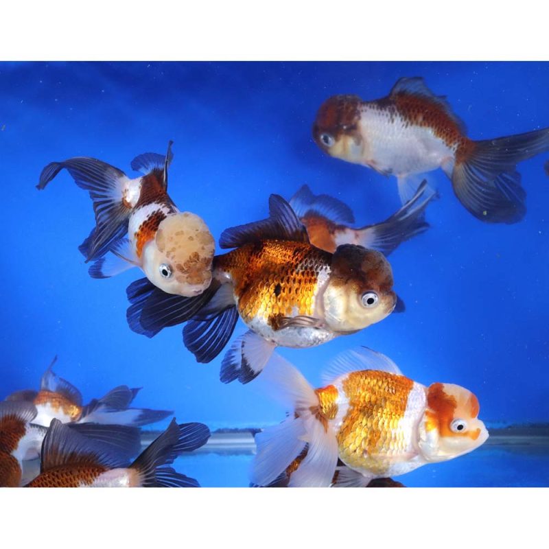 Tri Color/Panda Oranda Goldfish XL - Image 3