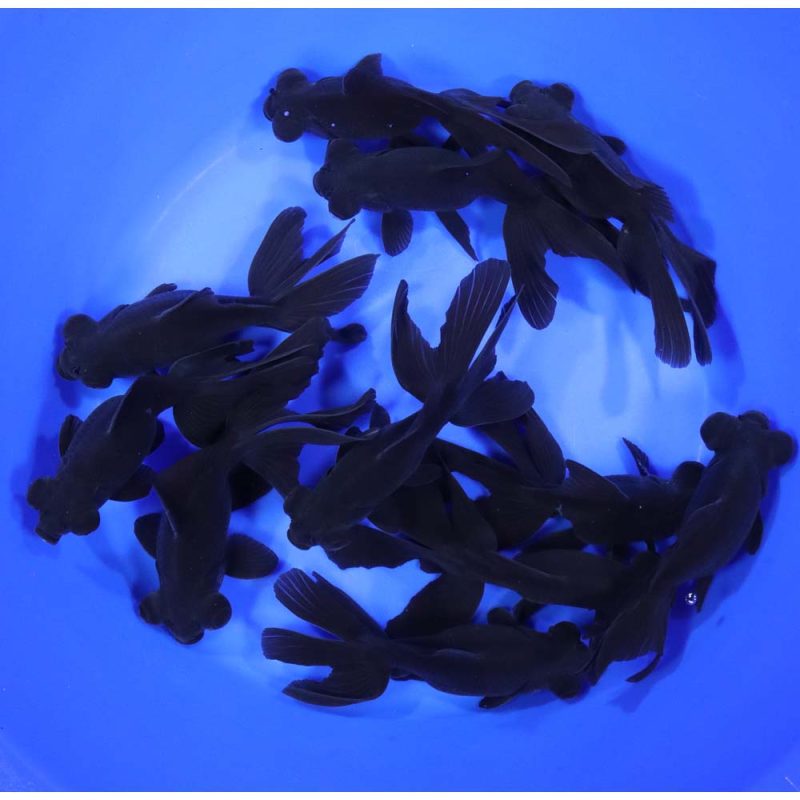 Black Moor Goldfish JUMBO