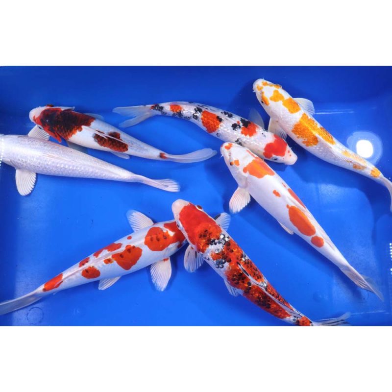 Premium Select Koi 12-14"