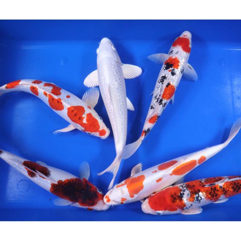 Premium Select Koi 12-14" - Image 2