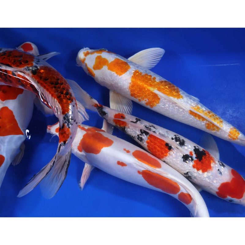 Premium Select Koi 12-14" - Image 3