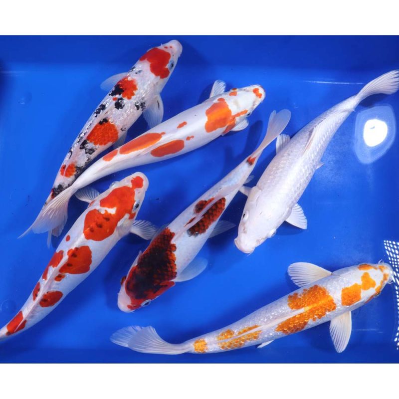 Premium Select Koi 12-14" - Image 5