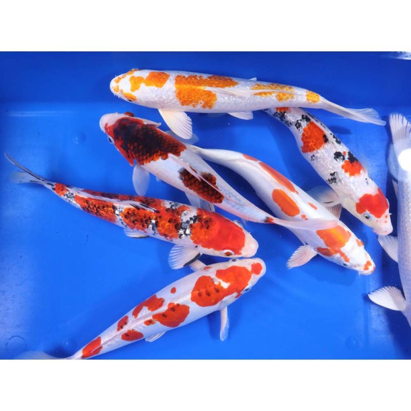 Premium Select Koi 12-14" - Image 6