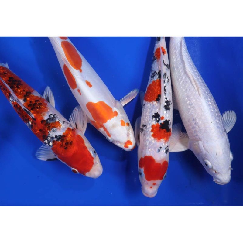 Premium Select Koi 12-14" - Image 7