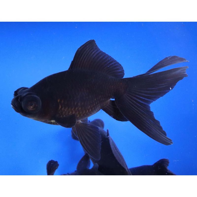 Black Moor Goldfish JUMBO - Image 6