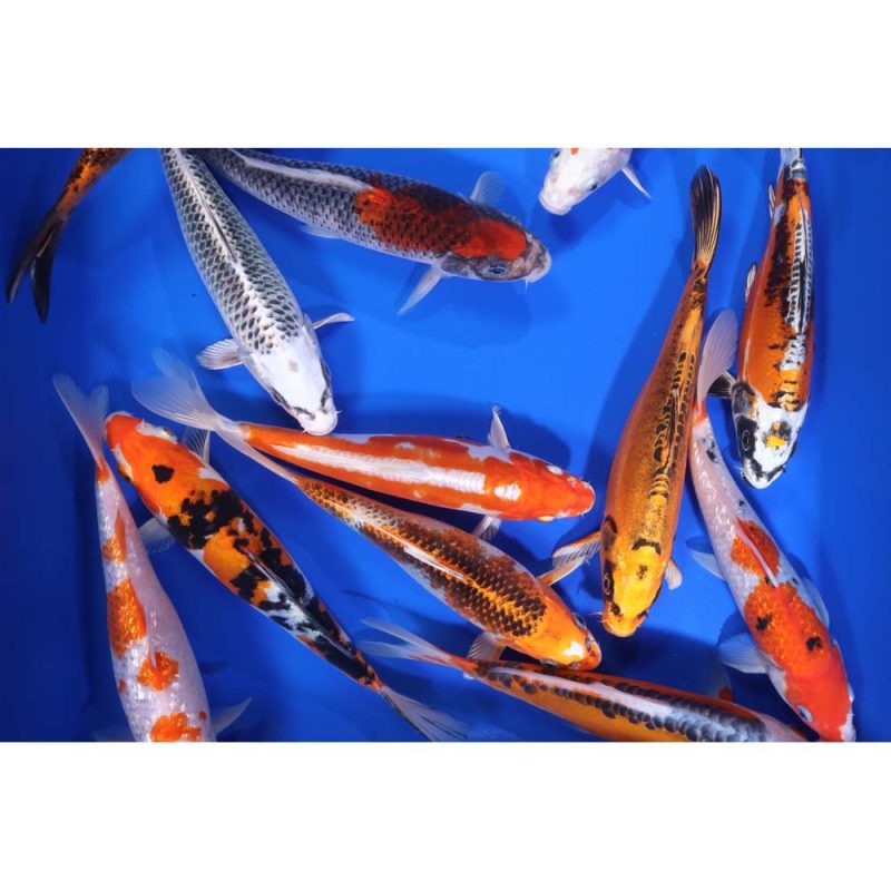 Premium Select Koi 8-10"