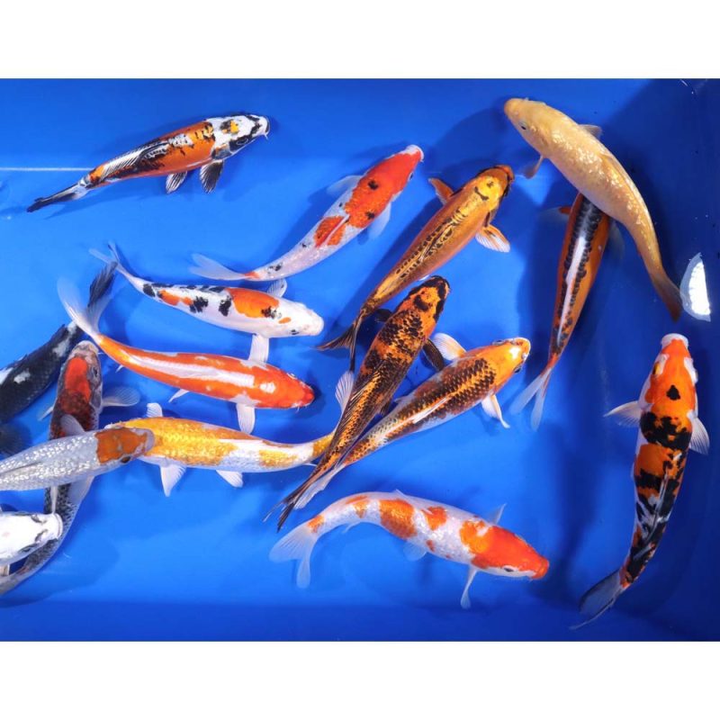 Premium Select Koi 8-10" - Image 2