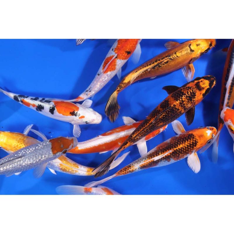 Premium Select Koi 8-10" - Image 3