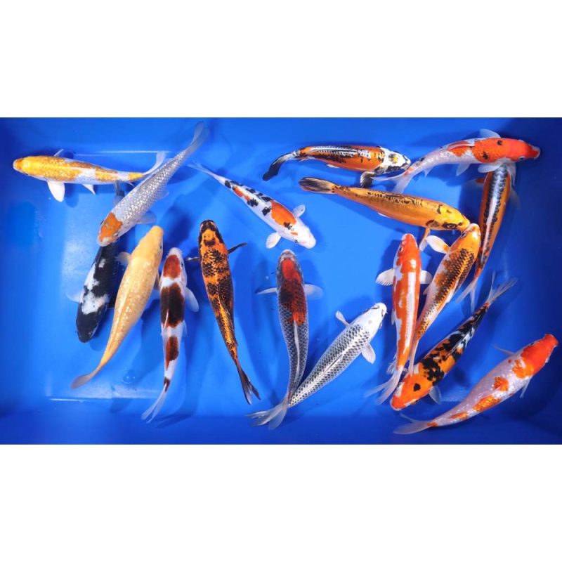 Premium Select Koi 8-10" - Image 4