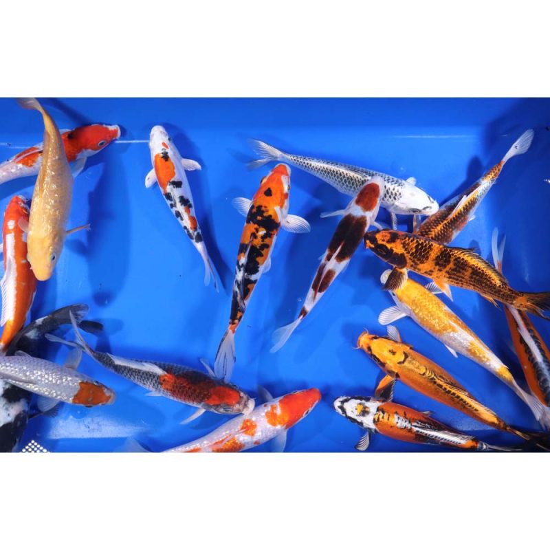 Premium Select Koi 8-10" - Image 6