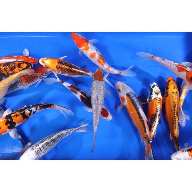 Premium Select Koi 8-10" - Image 7