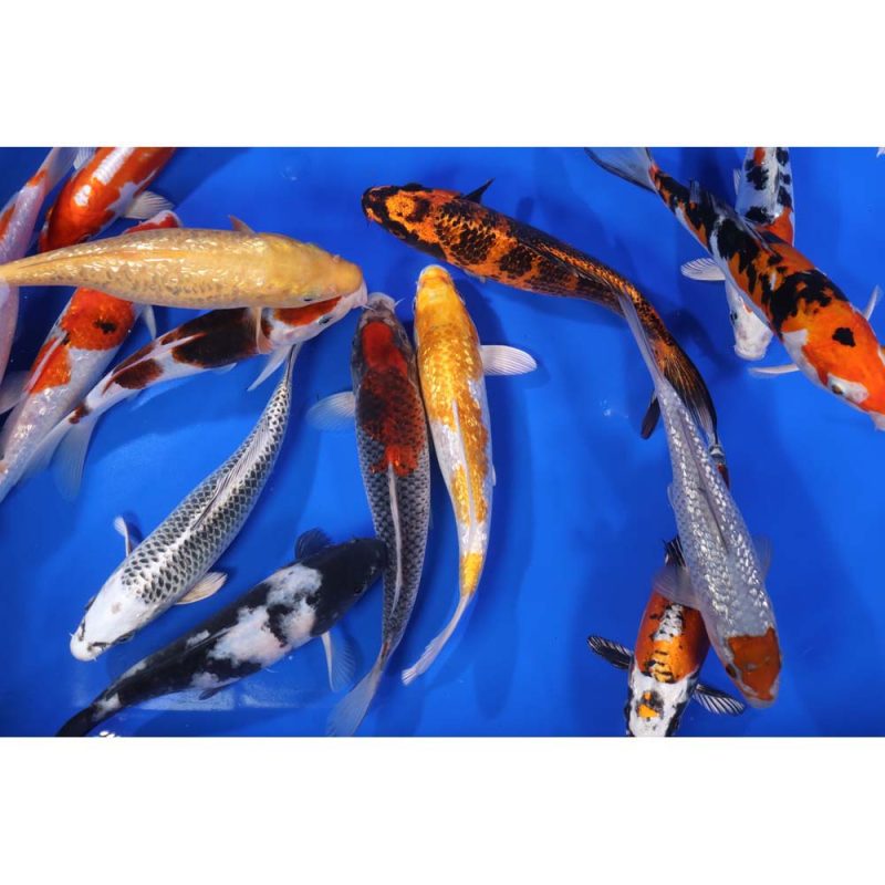 Premium Select Koi 8-10" - Image 8