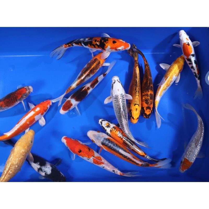 Premium Select Koi 8-10" - Image 9