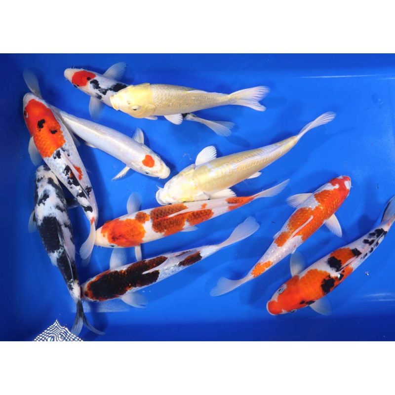 Premium Select Koi 10-12"