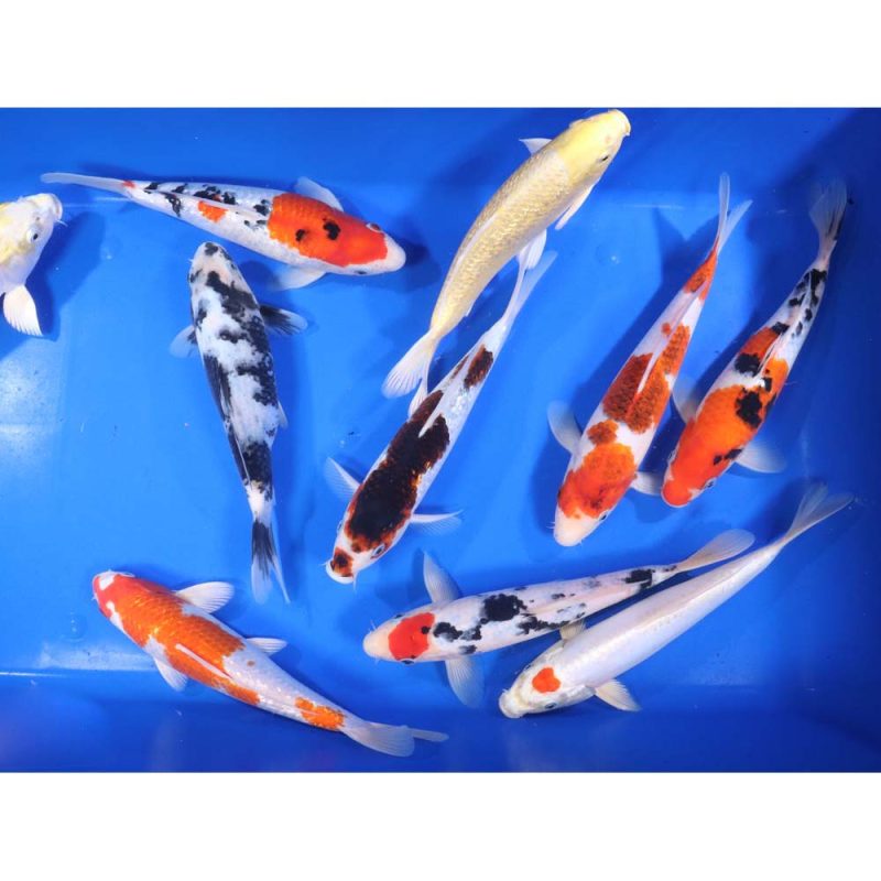 Premium Select Koi 10-12" - Image 2