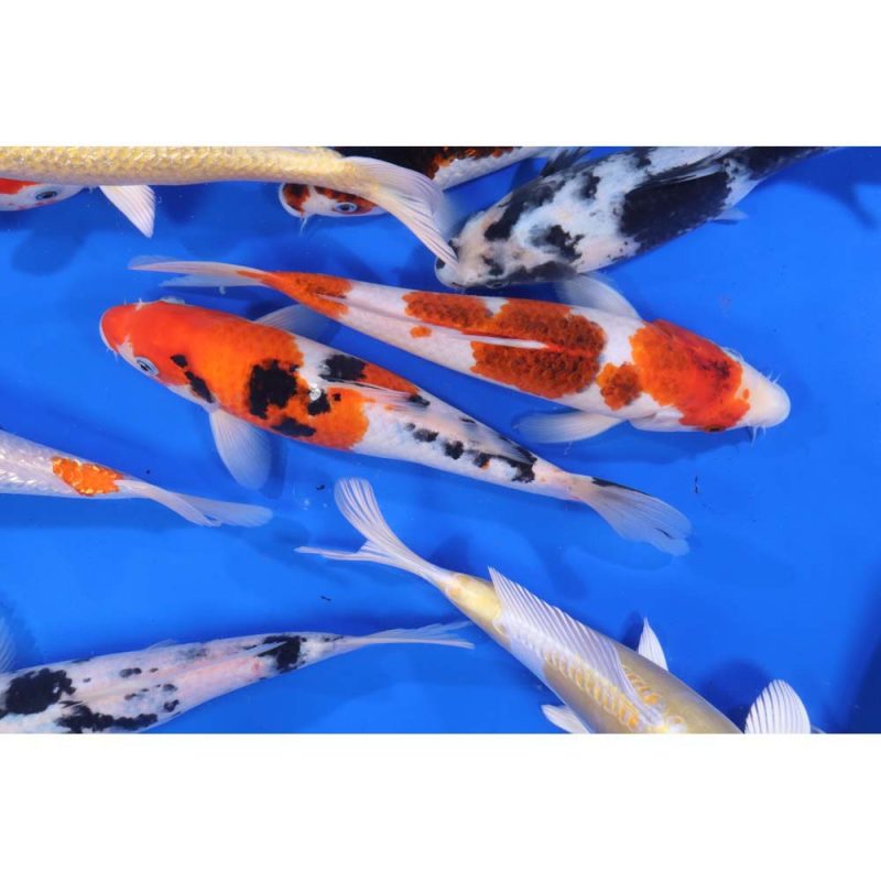 Premium Select Koi 10-12" - Image 3