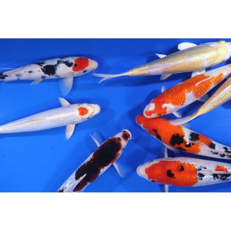 Premium Select Koi 10-12" - Image 4