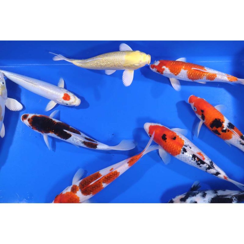 Premium Select Koi 10-12" - Image 5