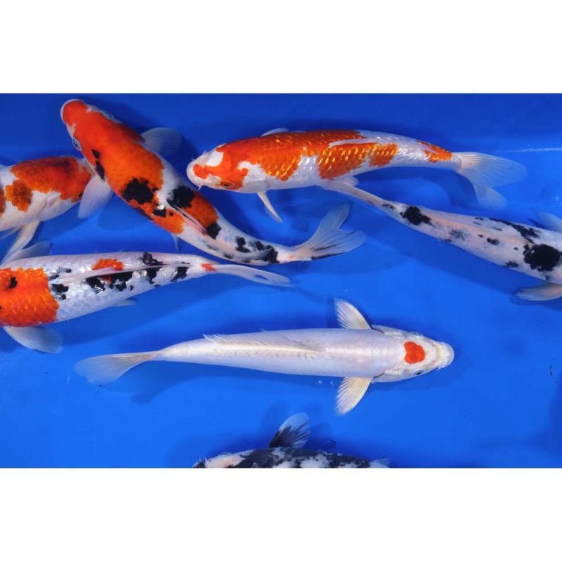 Premium Select Koi 10-12" - Image 6