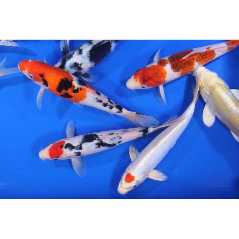 Premium Select Koi 10-12" - Image 7