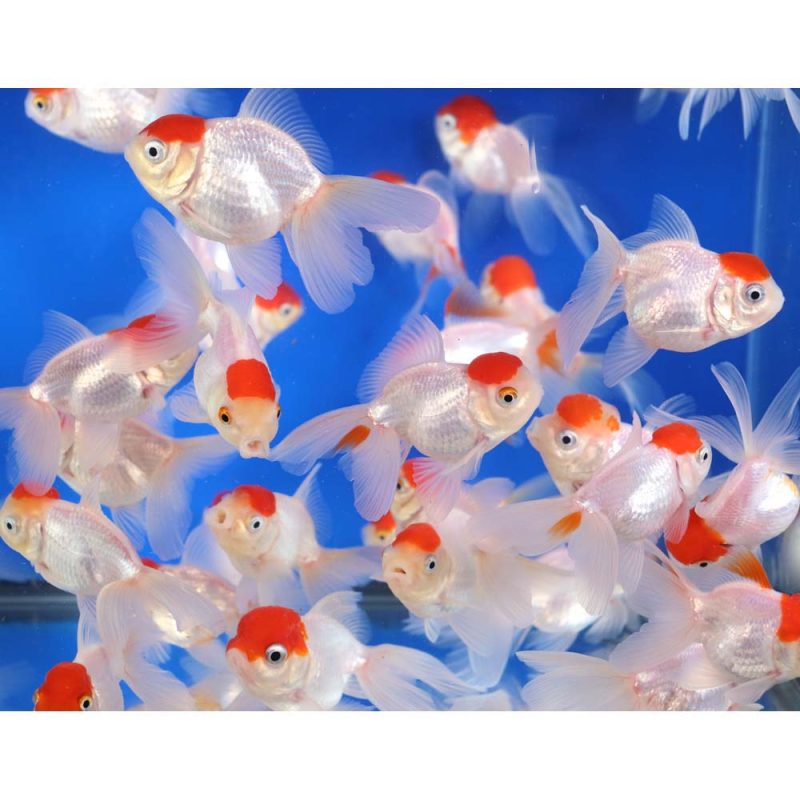 Redcap Oranda Goldfish MD - Image 3