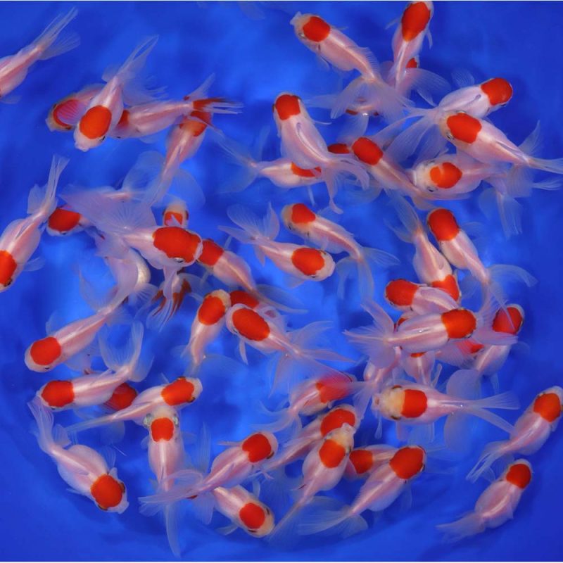 Redcap Oranda Goldfish MD - Image 5