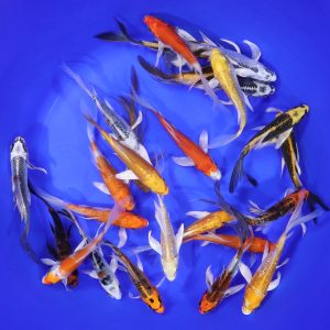 Hikari (Metallic) Butterfly Koi Mix 4-5"
