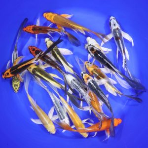 Hikari (Metallic) Butterfly Koi Mix 5-6"