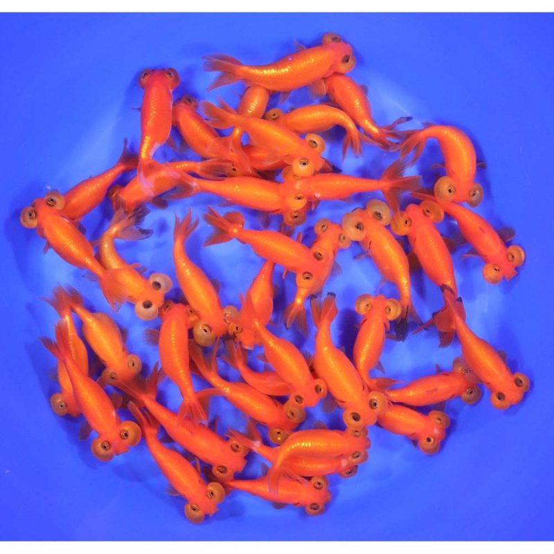 Red Bubble Eye Goldfish MD