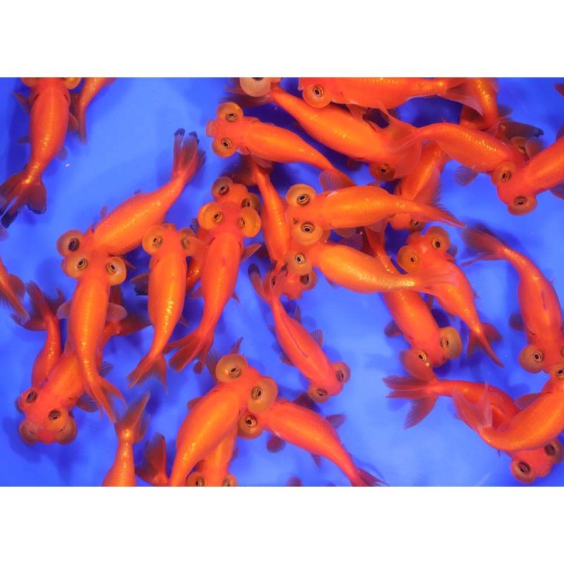 Red Bubble Eye Goldfish MD - Image 2
