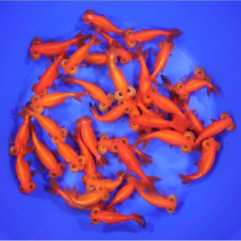 Red Bubble Eye Goldfish MD - Image 3