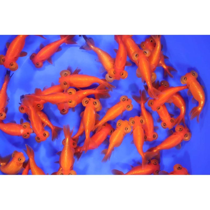 Red Bubble Eye Goldfish MD - Image 4