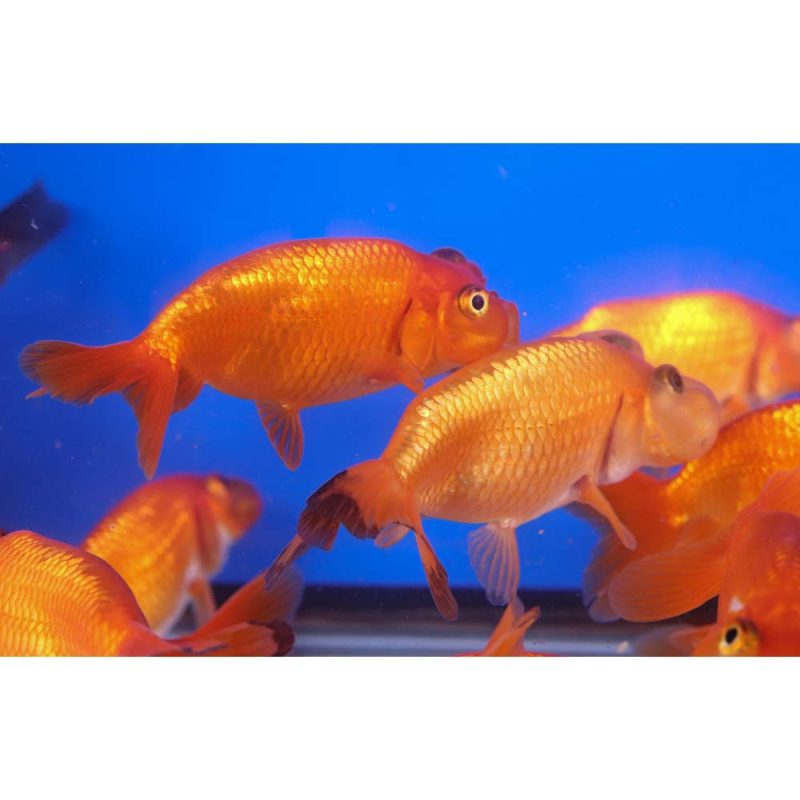 Red Bubble Eye Goldfish MD - Image 6