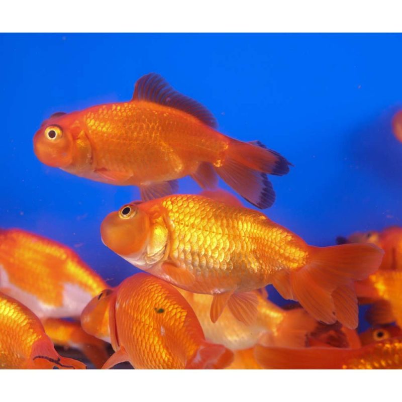 Red Bubble Eye Goldfish MD - Image 7