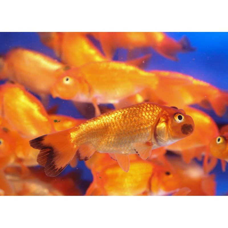 Red Bubble Eye Goldfish MD - Image 8