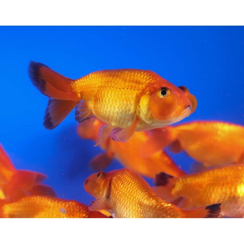 Red Bubble Eye Goldfish MD - Image 9