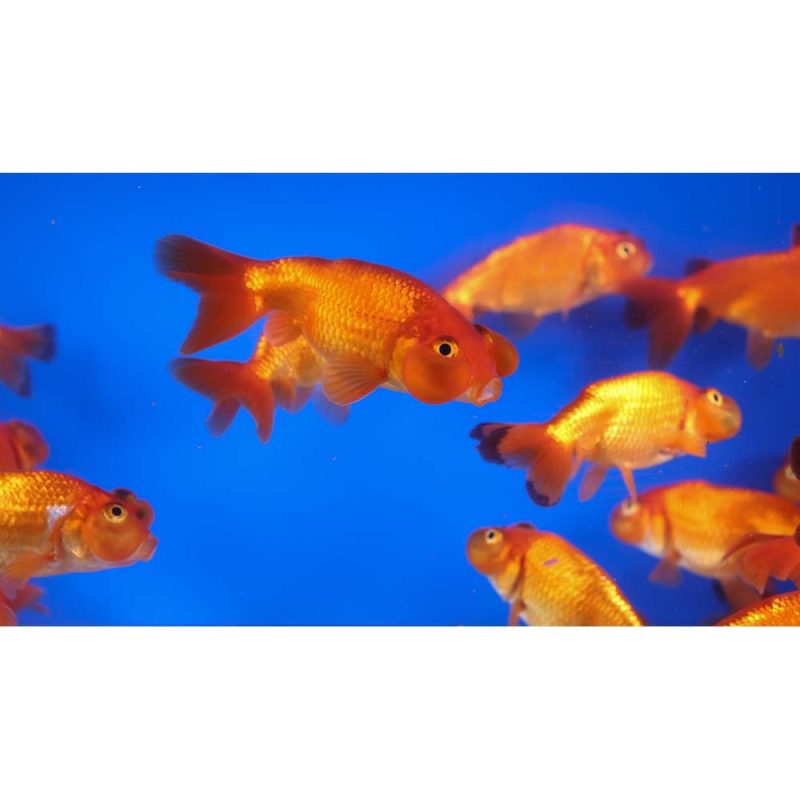 Red Bubble Eye Goldfish MD - Image 10
